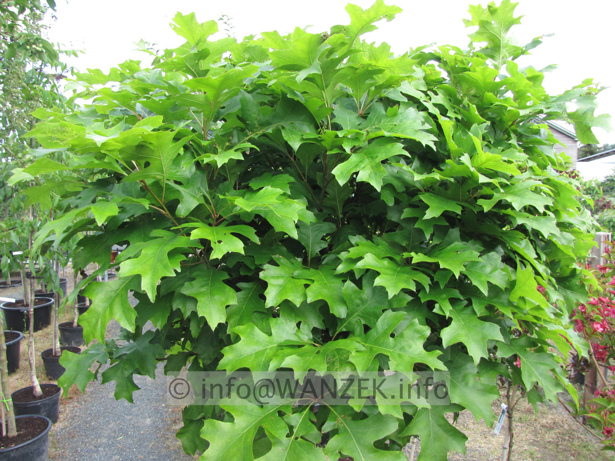 Quercus palustris Green Dwarf 02 - 80cm.JPG